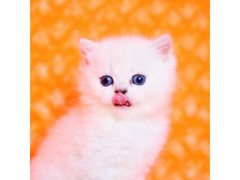 Süt beyaz ns1133 british shorthair
