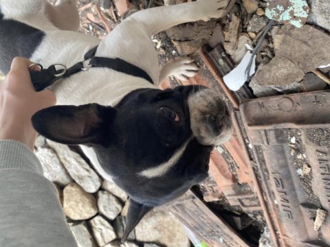 French bulldog köpeğimiz 1 yaşında