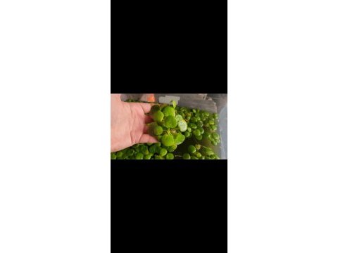 Amazon frogbit su üstü bitkisi