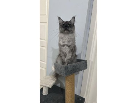 Şecereli çift maine coon