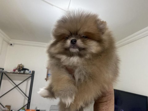 Show kalite ayı surat pomeranian boo yavrular