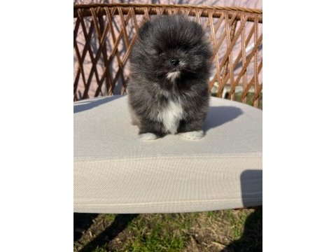 Orjinal tam ayı surat garantili pomeranian yavrularım