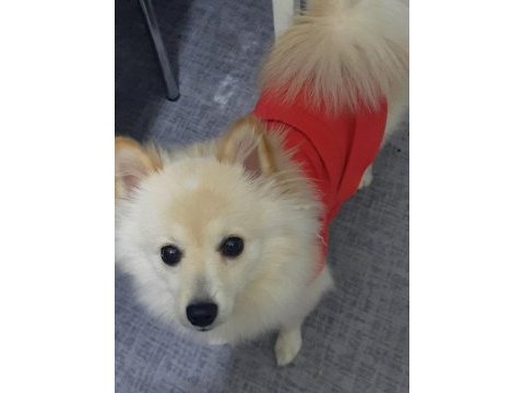 6 aylık pomeranian