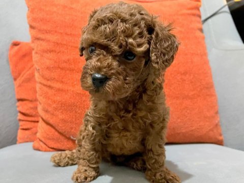 Safkan toy poodle yavruları