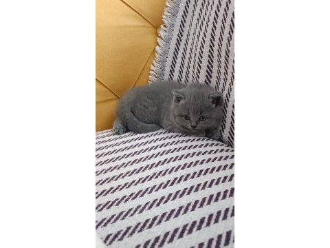 British shorthair 2 dişi ve 1 erkek yavru