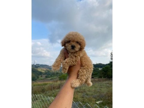3 aylık maltipoo dişi bebeklerim