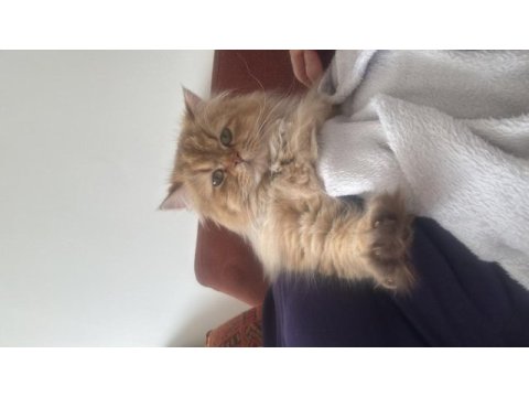 Ücretsiz sahiplendirme british longhair kedimiz 1 yaşında