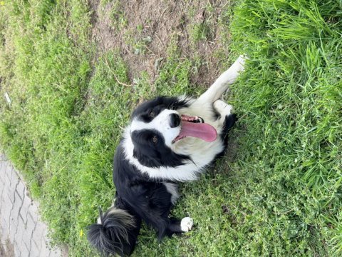 Frizbi dereceli anneden ve babadan border collie yavrular