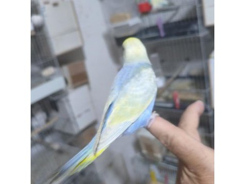 Ele alıştırmalık muhabbet kuşu yavrular