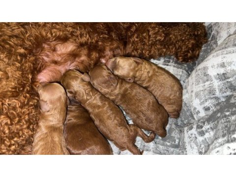 Dark renk kore teacup poodle bebekler rezerve