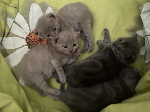 Safkan british shorthair yavrularımız