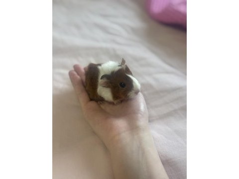 Sütten kesilen ginepig bebekler