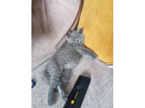 Kedimizdeki bu rahatlık paşa da yok