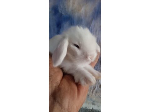 Hollanda teddy lop tavşanı yavrular