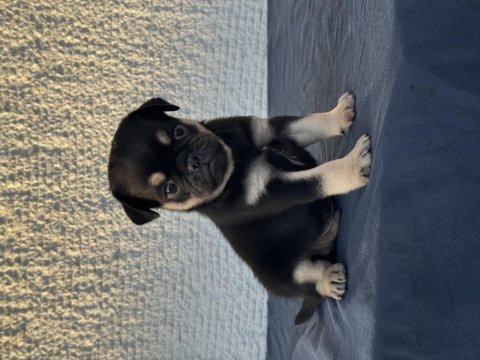 Black tan pug mops