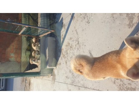 Anne baba has japon akita inu
