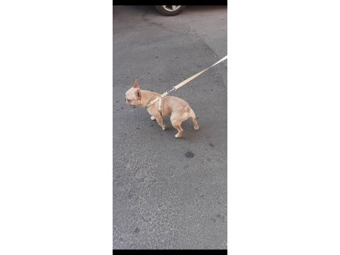 Micro blue tan crem french bulldog