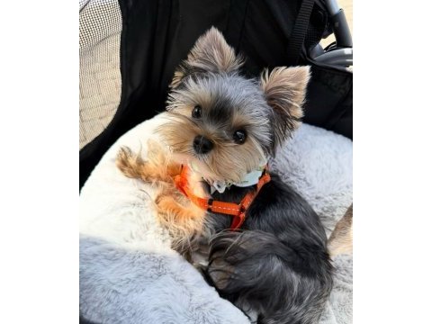Micro kore yorkshire terrier