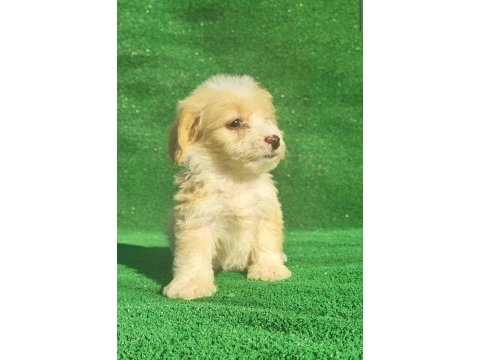 Maltipoo erkek ve dişi bebegim