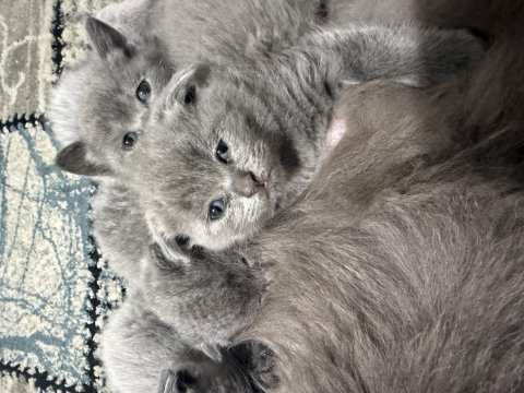 Minnoşlar kedicikler