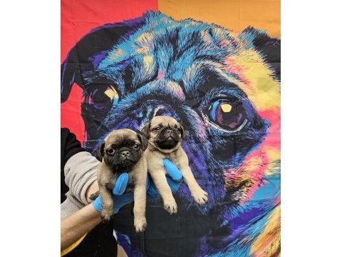 Dişi erkek pug mops yavrularımız
