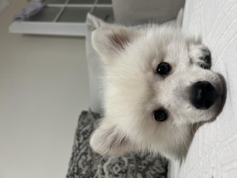 Acil evcil hayvanımı sahiplendiriyorum spitz