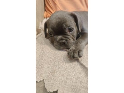 Sahiplendirme french bulldog