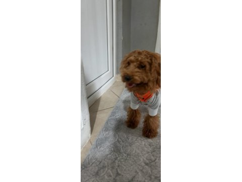 4 aylık sağlıklı eğitimli toy poodle