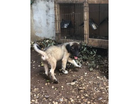 Kara kırçıl kangal erkek yavru balbazar