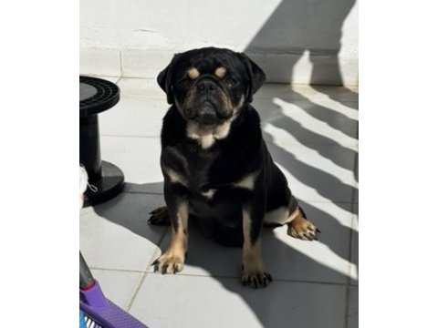 Black tan pug mops özel olmak isteyenler