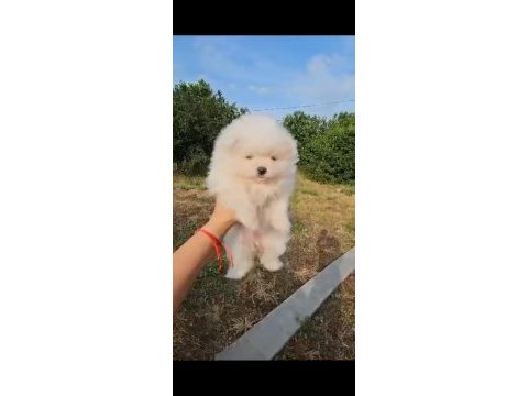 Pomeranian boo safkan