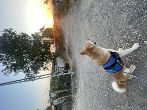 3 yaşında akita inu kızım bella dişi olduğu için