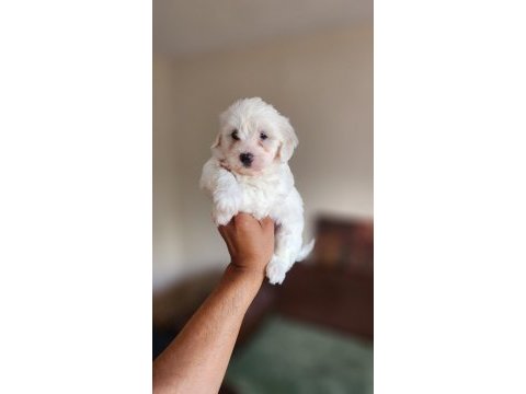 Dünya güzeli maltese yavrularım