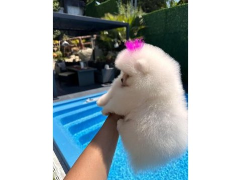 Orjinal pomeranian boo