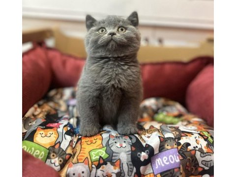 Ayı surat koca kafa british shorthair bebekler