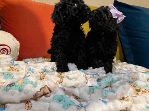 Bir avuç mutluluk toy poodle