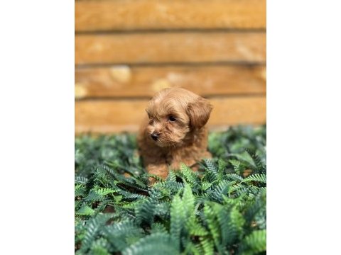 Maltipoo yavrularımız