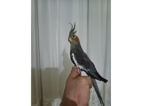 Ele alışkın yavru, yetişkin sultan papağanları