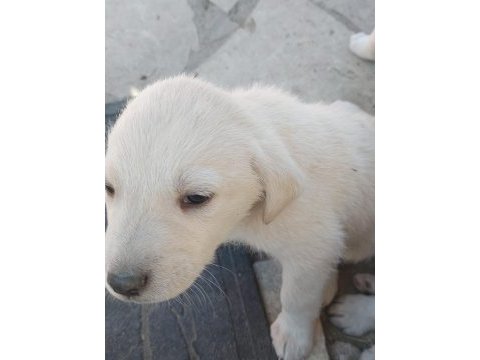 40 günlük akbaş yavrusu ücretsiz