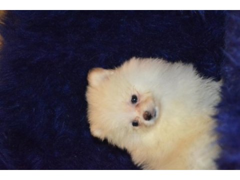 Pomeranian boo erkeğimiz
