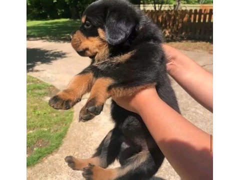 Rottweiler yavruları