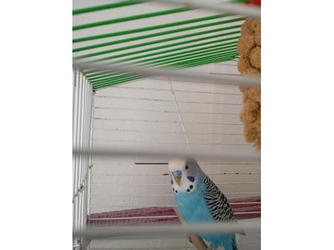 Hazır kızgın damızlık erkek muhabbet kuşu