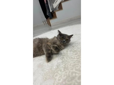 Sevecen cins ev kedisi ücretsiz