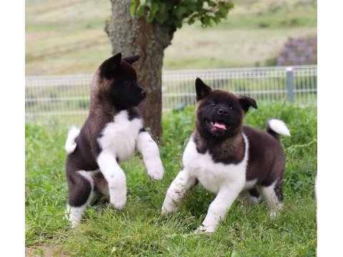 American akita üst kalite yavrular