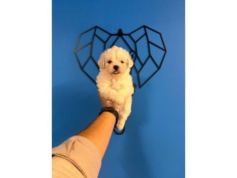 Irk garantili maltese terrier bebekler