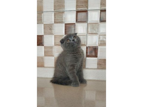 Ayı surat scottish fold yavru