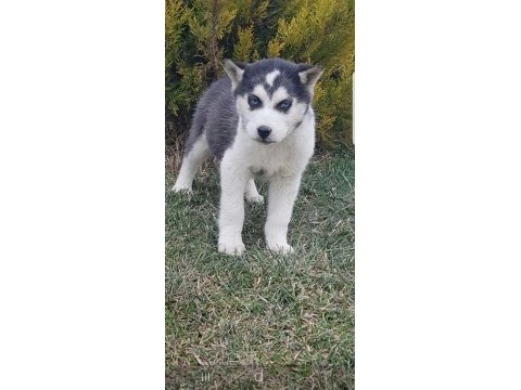 Maviş gözlü safkan erkek husky yavru