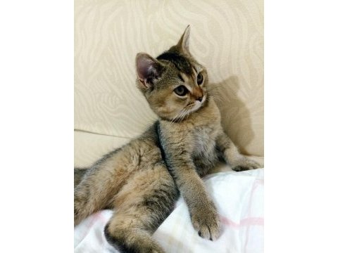 British shorthair 4 aylık