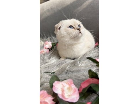 Muhteşem kalite sıfır kulak scottish fold