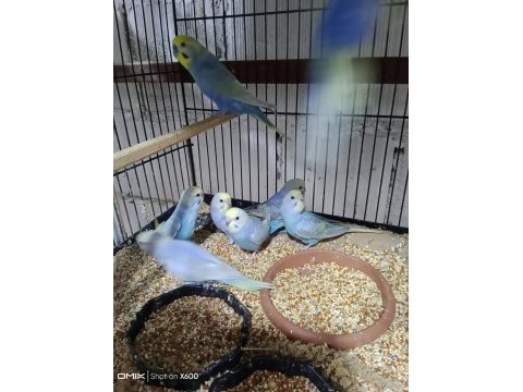 Konuşturmalık rainbow ve show jumbo muhabbet kuşu yavrular